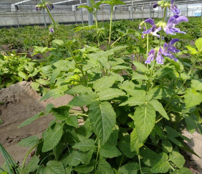田間開花期的丹參