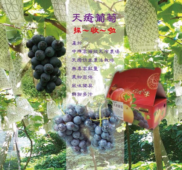 葡萄 2kg：圖片 2